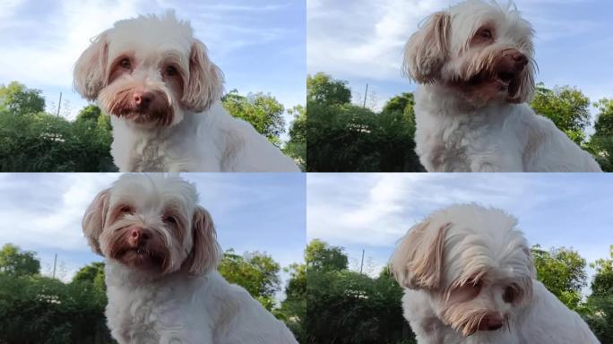 可爱的白色毛皮狗微笑问候绿叶背景在公园视频