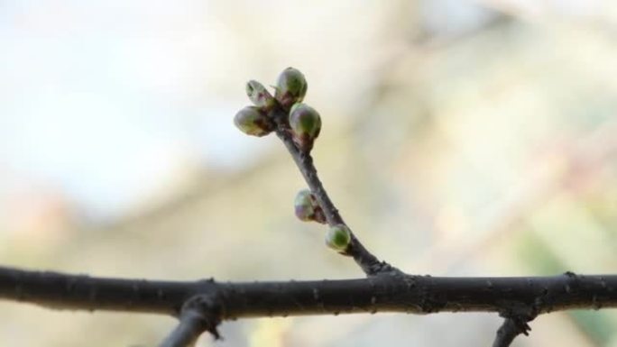 年轻的樱桃花蕾在风中摇曳。花苞李，通常称为野樱桃。Budbreak。春天。侧视图。