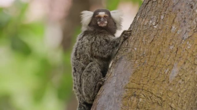 卷尾猴在树上的特写镜头