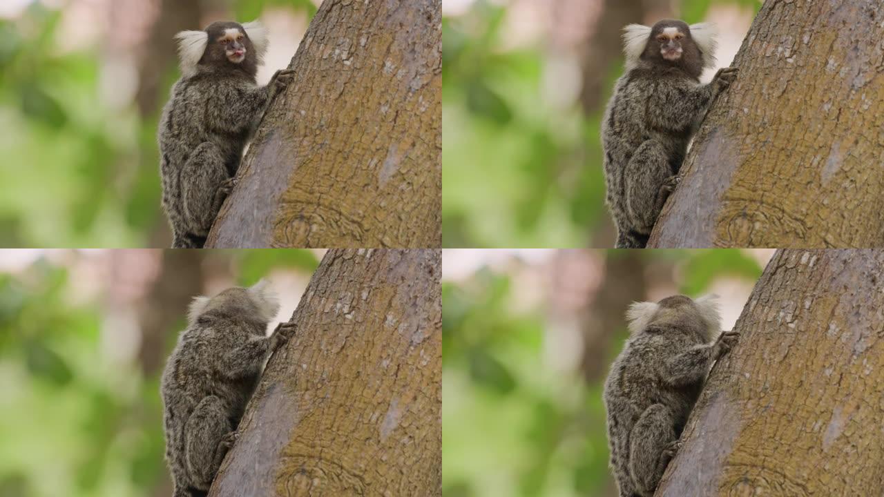 卷尾猴在树上的特写镜头
