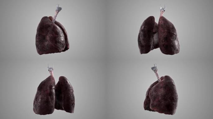 人体吸烟者肺部的旋转动画