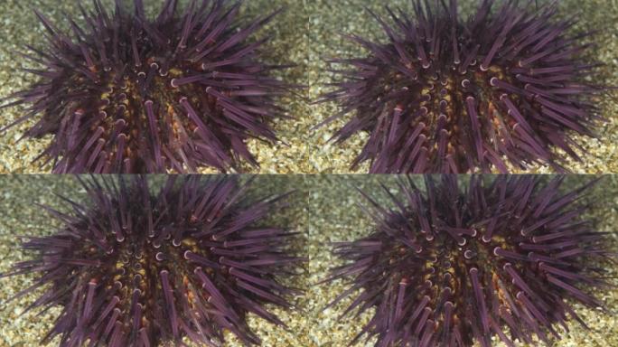 特写海胆的刺在沙滩上行走。紫海胆 (Paracentrotus lividus) 水下射击。地中海，