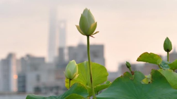 美丽的白莲花随风摇曳，蓝天与上海城市地标建筑背景在日落时间，4k镜头背光效果。