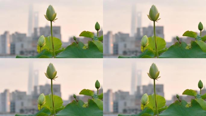 美丽的白莲花随风摇曳，蓝天与上海城市地标建筑背景在日落时间，4k镜头背光效果。