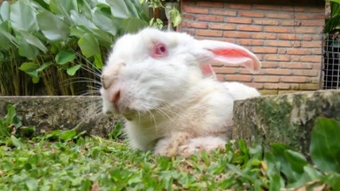 白色和棕色组合的兔子正坐在绿色的草丛中