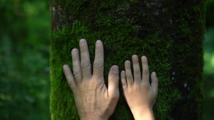 父子俩的手抚摸着树干，树林里覆盖着绿色的苔藓。