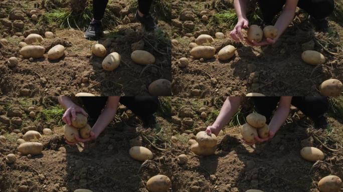 关闭农民收割，在阳光明媚的田野里捡土豆。女农场主拿着一种土豆的生物制品