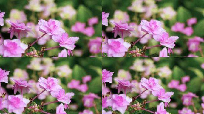 雨天花瓣上有雨滴的双花绣球特写，大叶绣球，法国绣球，4k镜头缩小效果。