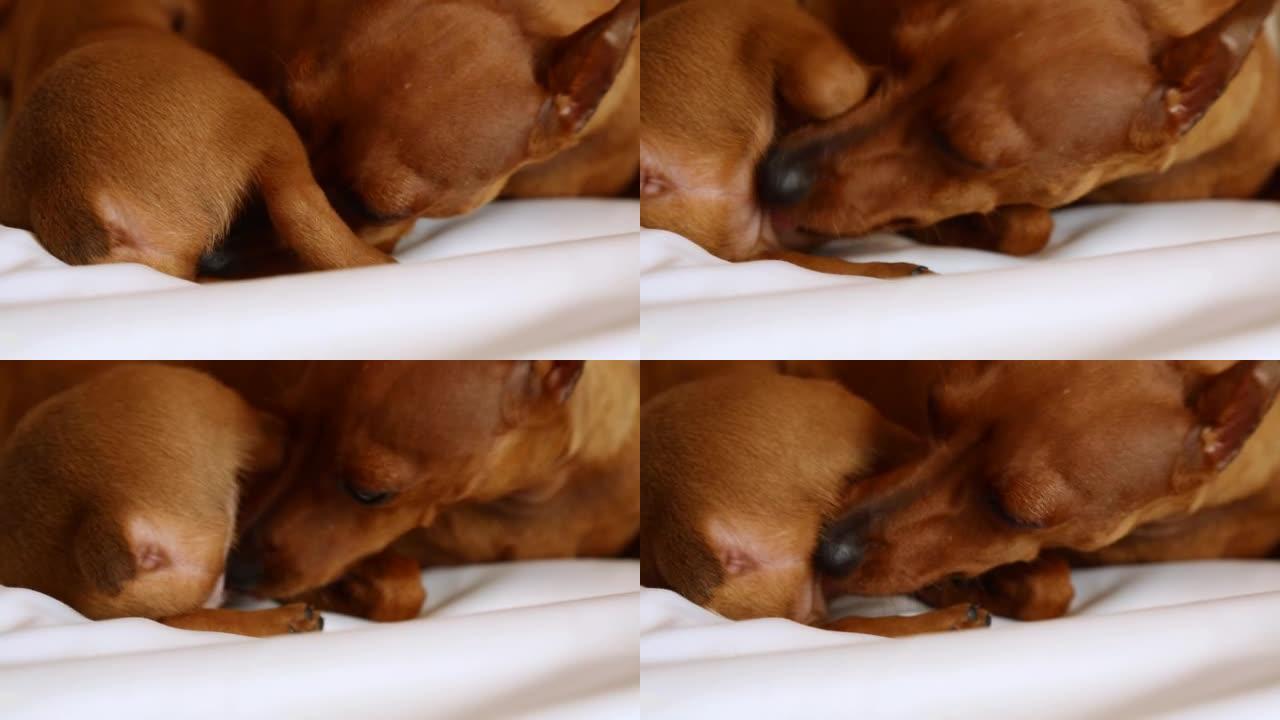母狗舔舔刚出生的小狗的底面或屁股。