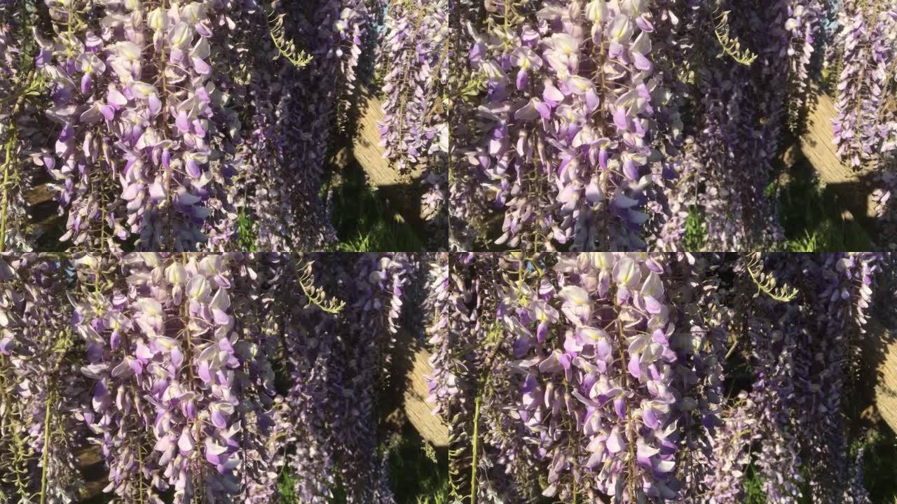 蜜蜂为花紫藤树的花授粉