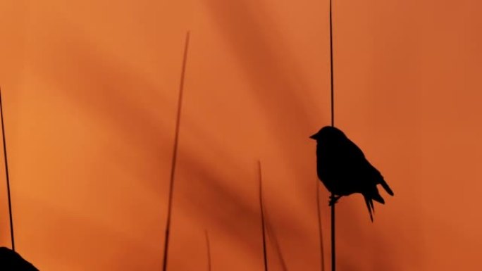 西德克萨斯州的雌性红翅黑鸟: 日落
