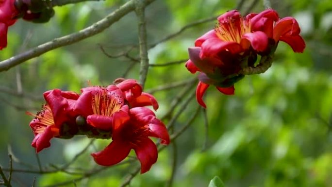美丽的火红色华丽的花朵盛开在Shimul或红色的丝绸棉花树的树枝上。红色的花朵在绿色的树叶上观看。