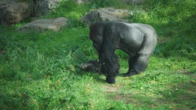 大猩猩在森林里吃草
