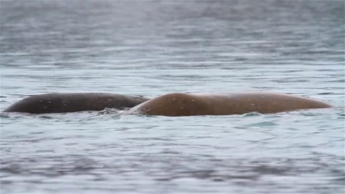 海象青年在斯瓦尔巴群岛的北极水中玩耍和战斗
