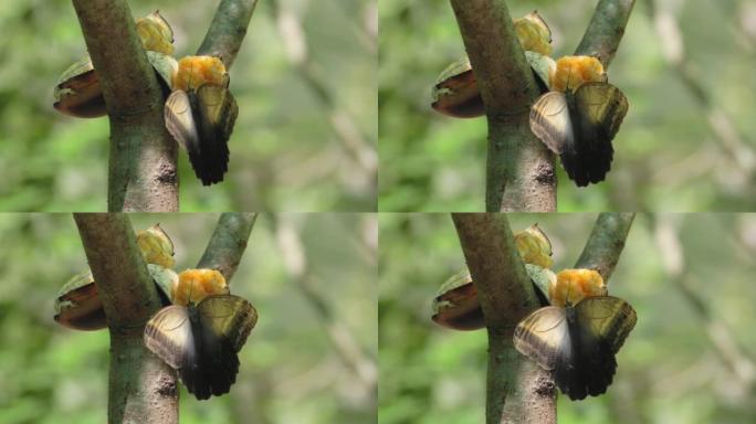 一只大猫头鹰蝴蝶在喂食时打开翅膀的慢动作夹