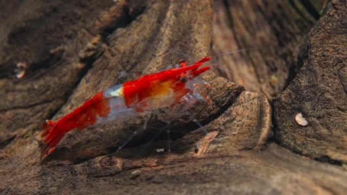 淡水水族馆里的虾。新鱼虾或日利虾。