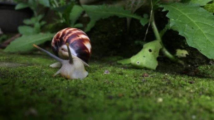蜗牛散步