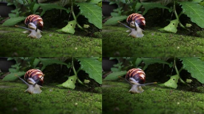 蜗牛散步
