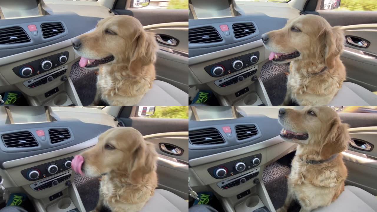 好狗开车旅行