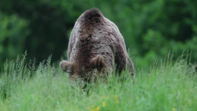 棕熊 (Ursus arctos)