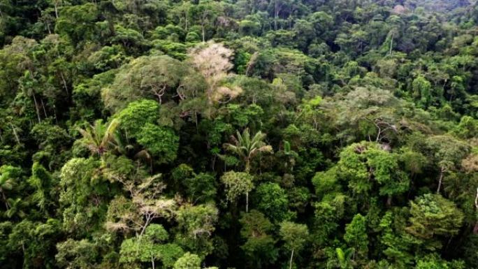 生物多样性热带森林的平移视图，显示多种树种