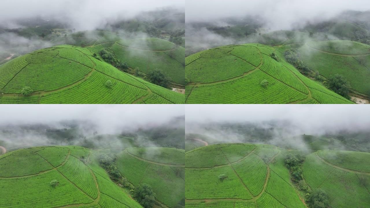 日出场景晨景，雾和雾空中无人机摄像机凸轮飞越越南北部富寿省龙科山区的茶园露台