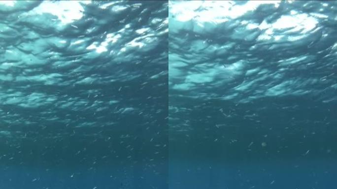 垂直视频: 一大群小鱼在富含浮游生物的地表水中觅食。视觉上可分辨的浮游生物丰富的水层 (罕见现象)