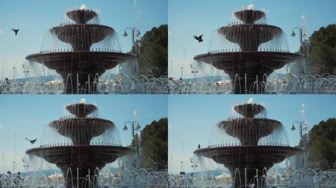 鸽子在活动喷泉上的慢动作