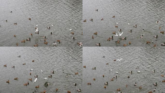 海鸥在一条新鲜的河流中攻击鸭子，气候正在改变河中的海鸥。鸭群和海鸥的俯视图
