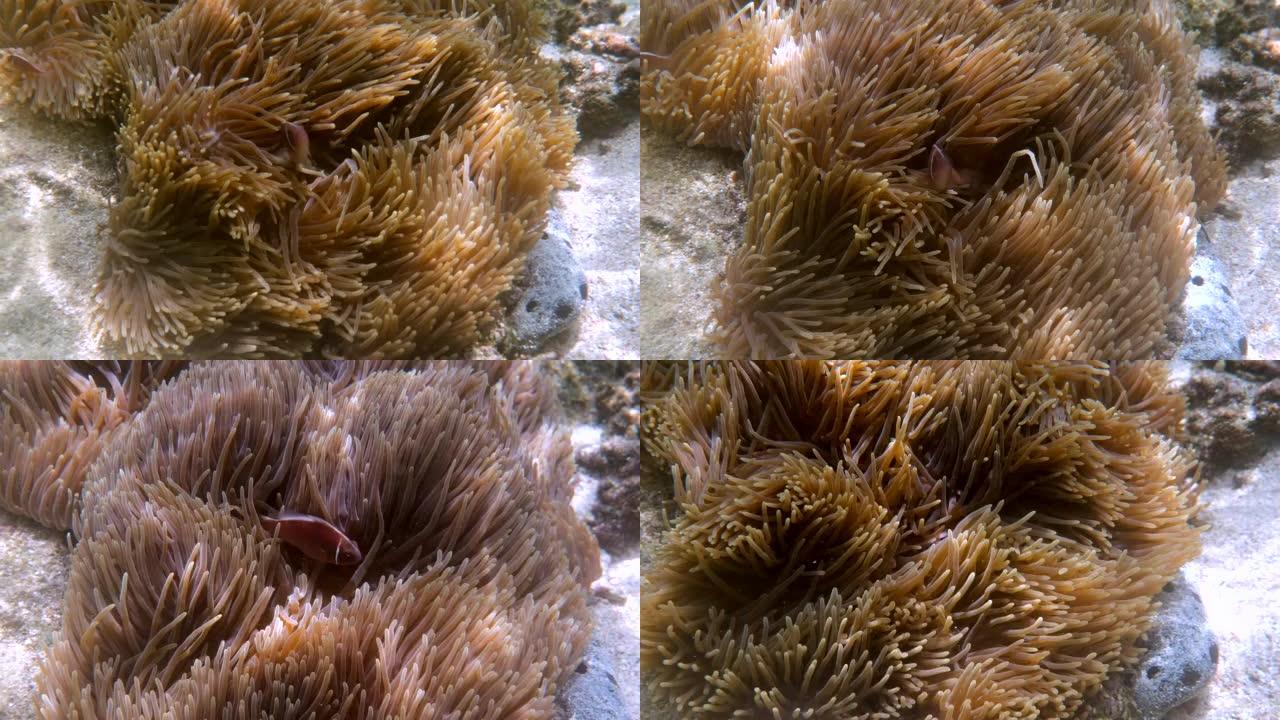 寄主海葵触手之间的两栖动物周围鱼或海葵游泳