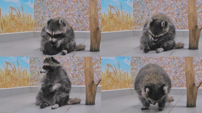 可爱又有趣的浣熊正试图用他的小手在接触动物园拧下一个罐子。