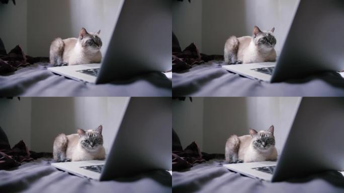 卧室里有笔记本电脑的可爱猫的4k视频镜头。