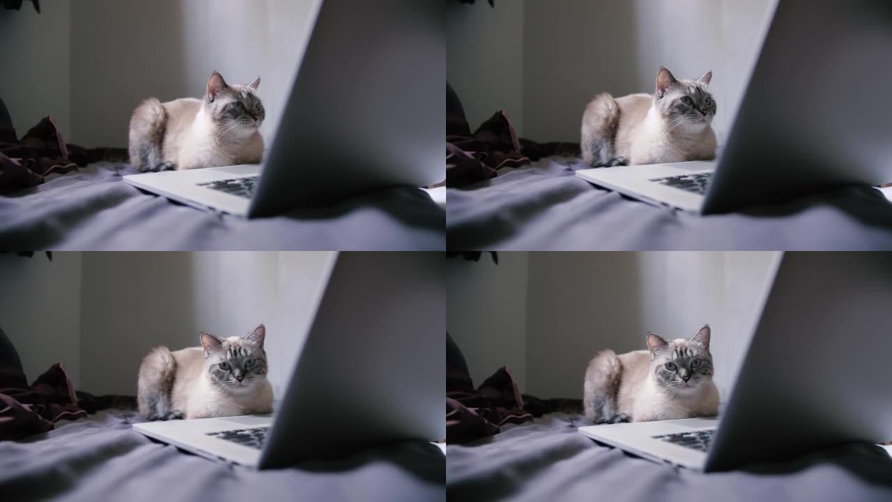 卧室里有笔记本电脑的可爱猫的4k视频镜头。