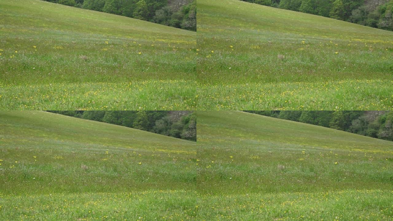 绿色的田野，有黄色和白色的野花，雏菊在春天的早晨在风中摇曳