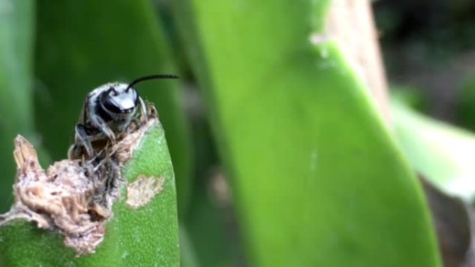 欧洲蜜蜂，蜜蜂，黑蜂对抗自然，实时4k股票视频