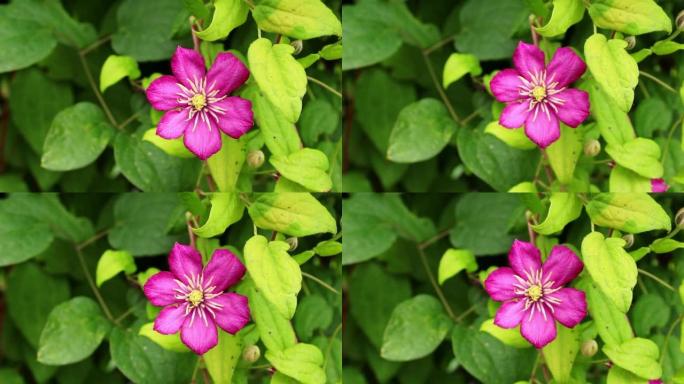 花园里的粉红色铁线莲花。