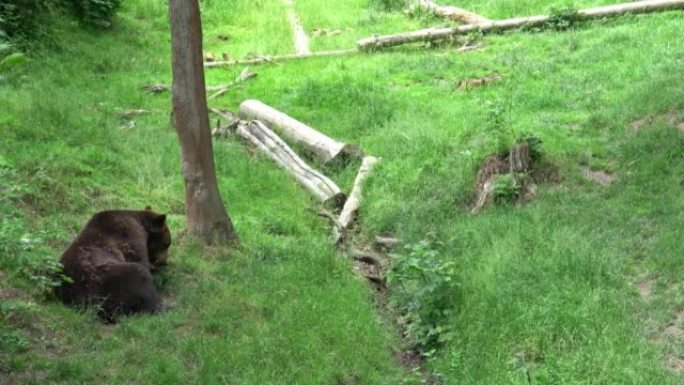 棕熊在森林里吃草