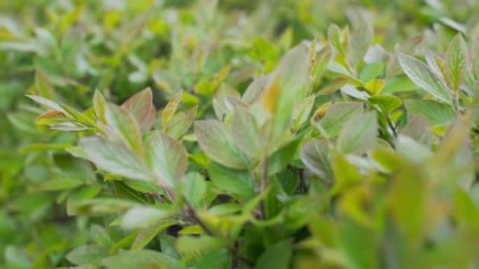 灌木的多汁鲜绿色叶子特写，柔和的选择性对焦，实时4k镜头，相机向前移动。
