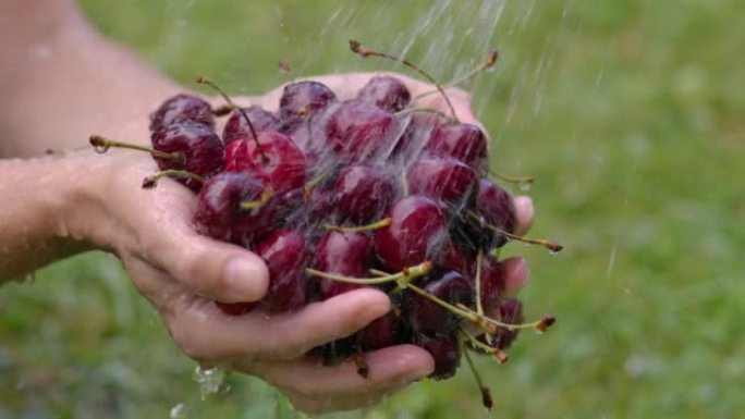 健康饮食新鲜收获的有机樱桃浆果在花园里。农民用水清洗新鲜的彩色樱桃浆果，特写浆果慢动作。女人用手用水