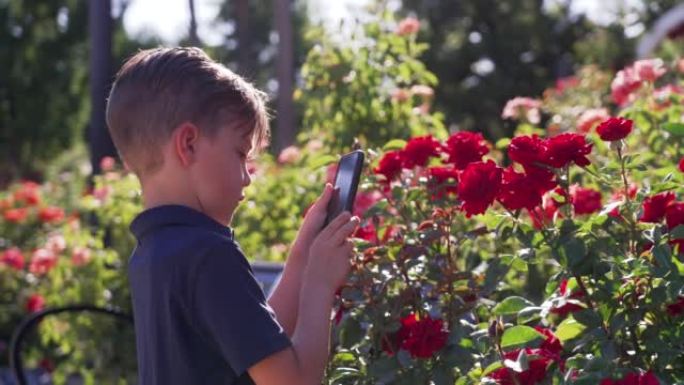 小男孩在公共花园里用智能手机为五颜六色的花朵拍照