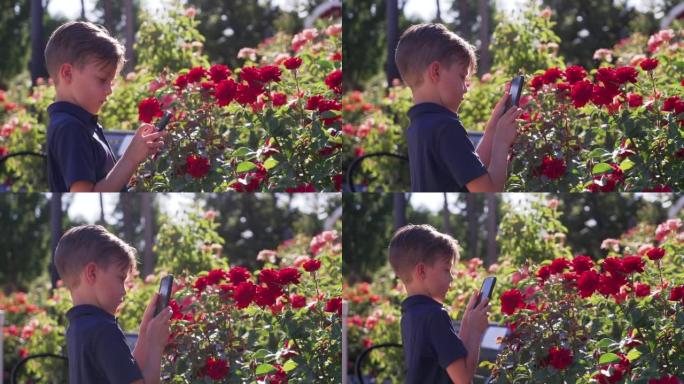 小男孩在公共花园里用智能手机为五颜六色的花朵拍照