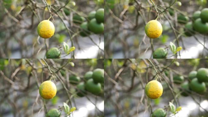 成熟的橘子在种植园上的树枝看起来是黄色的