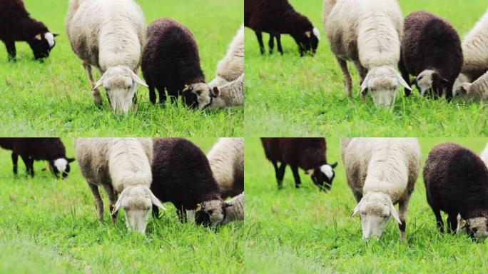 家养的褐羊在牧场上吃草。在农场饲养动物。一群羊群在田野里啃着绿草。农村的农村生活。