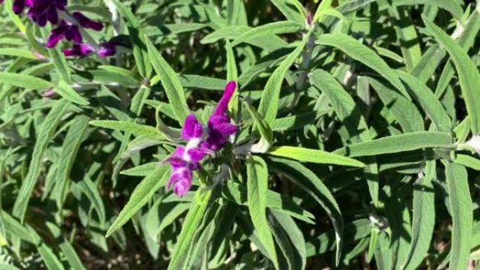 紫色墨西哥灌木鼠尾草，鼠尾草。