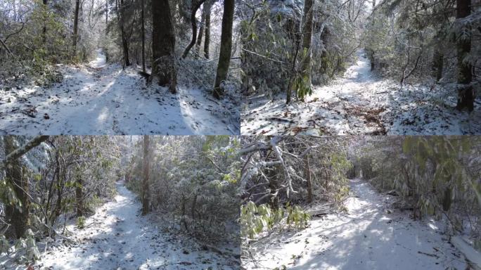 在森林中爬下积雪覆盖的小径