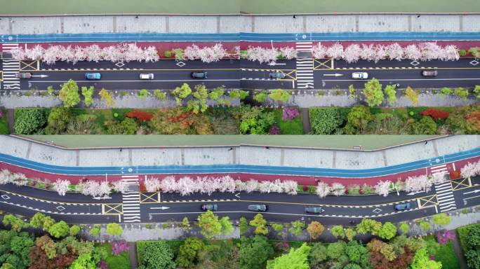 杭州 江边樱花跑道