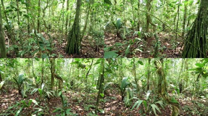 亚马逊藤本植物跟踪镜头的缠结