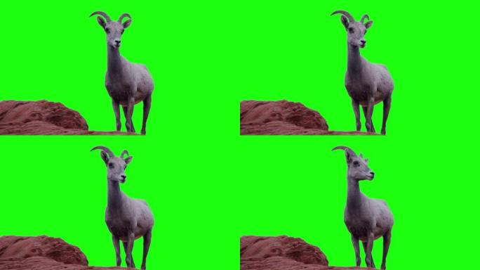 山羊在绿色屏幕上看