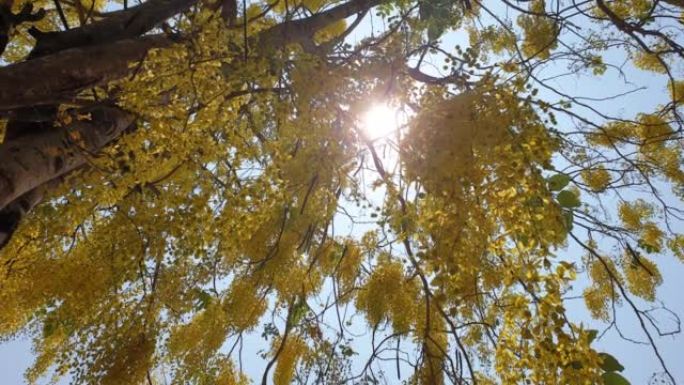 金色淋浴树黄色悬挂式花朵开低角度阳光照射