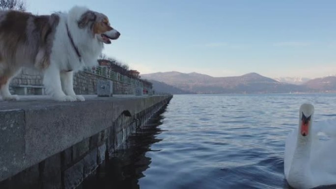 激进的狗在意大利马焦雷湖上嘶嘶的天鹅吠叫。低角度视点